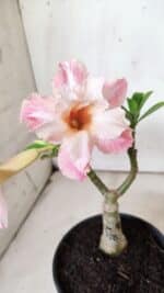 ENXERTO 11925 – 20cm (cor LM 728) - Imagem 3