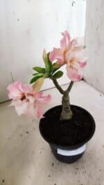 ENXERTO 11925 – 20cm (cor LM 728) - Imagem 7