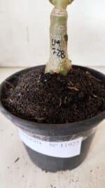 ENXERTO 11925 – 20cm (cor LM 728) - Imagem 6