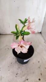 ENXERTO 11925 – 20cm (cor LM 728) - Imagem 4