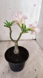 ENXERTO 11925 – 20cm (cor LM 728) - Imagem 5