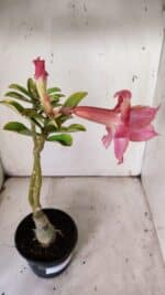 ENXERTO 11926 – 30cm (cor LM 402) - Imagem 4