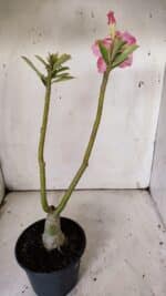 ENXERTO 11926 – 30cm (cor LM 402) - Imagem 6