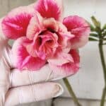 ENXERTO 11926 – 30cm (cor LM 402)