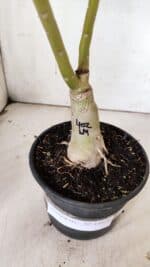 ENXERTO 11926 – 30cm (cor LM 402) - Imagem 5