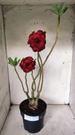 ENXERTO 11927 – 40cm (cor LM 75) - Imagem 2