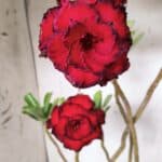 ENXERTO 11927 – 40cm (cor LM 75)