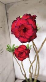 ENXERTO 11927 – 40cm (cor LM 75)