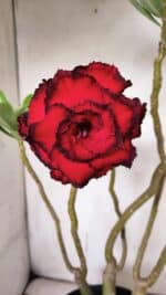 ENXERTO 11927 – 40cm (cor LM 75) - Imagem 3