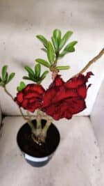 ENXERTO 11927 – 40cm (cor LM 75) - Imagem 5