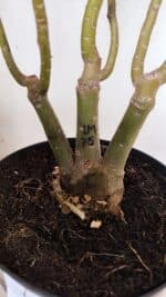 ENXERTO 11927 – 40cm (cor LM 75) - Imagem 8