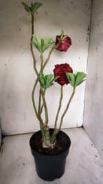 ENXERTO 11927 – 40cm (cor LM 75) - Imagem 7