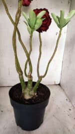 ENXERTO 11927 – 40cm (cor LM 75) - Imagem 6