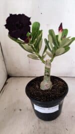 ENXERTO 11928 – 20cm (cor LM 994)