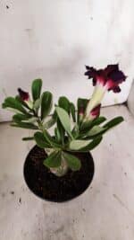 ENXERTO 11928 – 20cm (cor LM 994) - Imagem 4