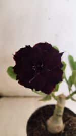 ENXERTO 11928 – 20cm (cor LM 994) - Imagem 3