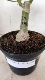 ENXERTO 11928 – 20cm (cor LM 994) - Imagem 5