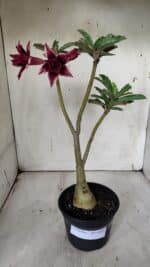 ENXERTO 11929 – 30cm (cor LM 363) - Imagem 2