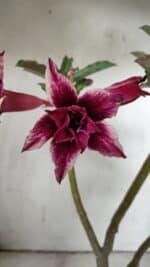 ENXERTO 11929 – 30cm (cor LM 363) - Imagem 4