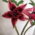 ENXERTO 11929 – 30cm (cor LM 363)