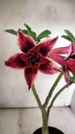 ENXERTO 11929 – 30cm (cor LM 363)