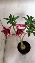 ENXERTO 11929 – 30cm (cor LM 363) - Imagem 5