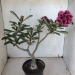 ENXERTO 11930 – 30cm (cor LM 741)