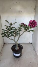 ENXERTO 11930 – 30cm (cor LM 741)