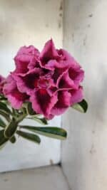 ENXERTO 11930 – 30cm (cor LM 741) - Imagem 3