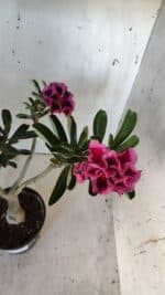 ENXERTO 11930 – 30cm (cor LM 741) - Imagem 4