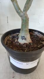 ENXERTO 11930 – 30cm (cor LM 741) - Imagem 8