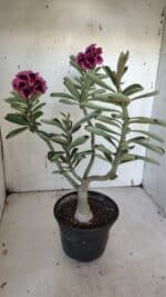 ENXERTO 11930 – 30cm (cor LM 741) - Imagem 6