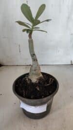 ENXERTO 11932 – 20cm (cor LM 75) - Imagem 2