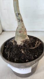 ENXERTO 11932 – 20cm (cor LM 75) - Imagem 4