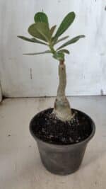 ENXERTO 11932 – 20cm (cor LM 75) - Imagem 3