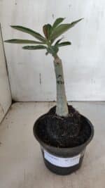 ENXERTO 11934 – 20cm (cor LM 976) - Imagem 2