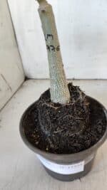 ENXERTO 11934 – 20cm (cor LM 976) - Imagem 4