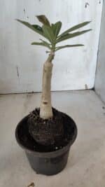 ENXERTO 11934 – 20cm (cor LM 976) - Imagem 3