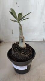 ENXERTO 11935 – 20cm (cor LM 1006) - Imagem 2