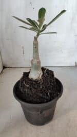 ENXERTO 11935 – 20cm (cor LM 1006) - Imagem 3