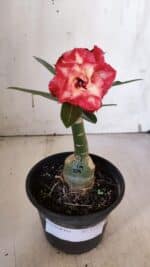 ENXERTO 11936 – 20cm (cor LM 725)