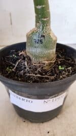 ENXERTO 11936 – 20cm (cor LM 725) - Imagem 6