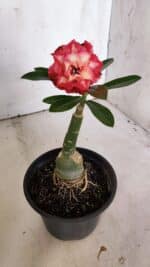 ENXERTO 11936 – 20cm (cor LM 725) - Imagem 5