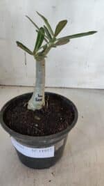 ENXERTO 11937 – 20cm (cor LM 1009) - Imagem 2