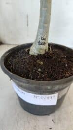 ENXERTO 11937 – 20cm (cor LM 1009) - Imagem 4