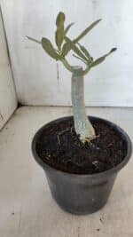 ENXERTO 11937 – 20cm (cor LM 1009) - Imagem 3