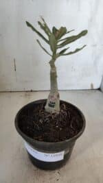 ENXERTO 11938 – 20cm (cor LM 885) - Imagem 2