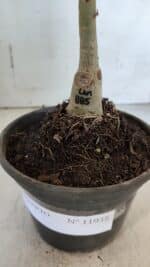 ENXERTO 11938 – 20cm (cor LM 885) - Imagem 4