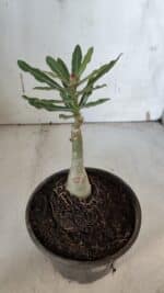 ENXERTO 11938 – 20cm (cor LM 885) - Imagem 3