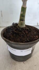 ENXERTO 11940 – 20cm (cor LM 1007) - Imagem 4